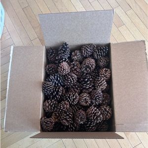 75 Assorted Montana Pine Cones!
